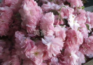 网红樱花酱,网络红人的甜蜜魅力与生活点滴